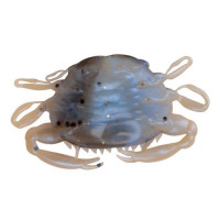 GULP PEELER CRAB 2