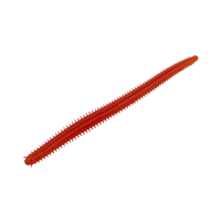 MCARTHY BRISTLE WORM 4