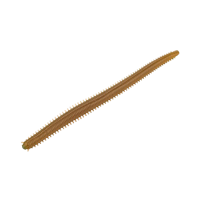 MCARTHY BRISTLE WORM 4