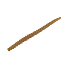 MCARTHY BRISTLE WORM 4