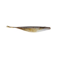 SAKAMATA SHAD 5